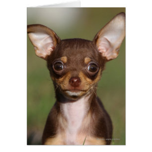 Chihuahua-Welpe, der Kamera betrachtet