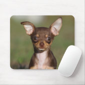 Chihuahua-Welpe, der Kamera betrachtet Mousepad (Mit Mouse)