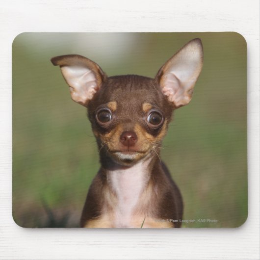 Chihuahua-Welpe, der Kamera betrachtet Mousepad (Vorne)