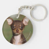 Chihuahua-Welpe, der Kamera betrachtet Schlüsselanhänger (Rückseite)