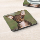 Chihuahua-Welpe, der Kamera betrachtet Untersetzer (Linke Seite)