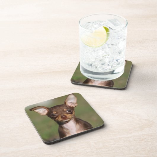 Chihuahua-Welpe, der Kamera betrachtet Untersetzer (Rechte Seite)