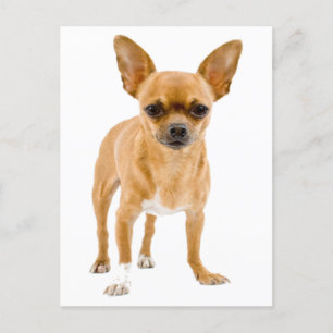 Chihuahua Welpe Dog Blank Grußkarte Postkarte