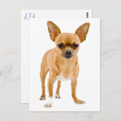 Chihuahua Welpe Dog Blank Grußkarte Postkarte (Vorne/Hinten)