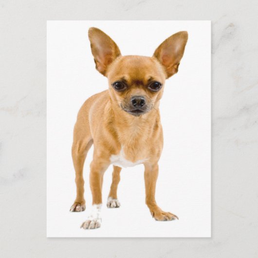 Chihuahua Welpe Dog Blank Grußkarte Postkarte (Vorderseite)