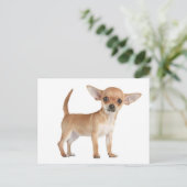 Chihuahua Welpe Doppy Post Card Postkarte (Stehend Vorderseite)