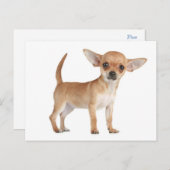 Chihuahua Welpe Doppy Post Card Postkarte (Vorne/Hinten)