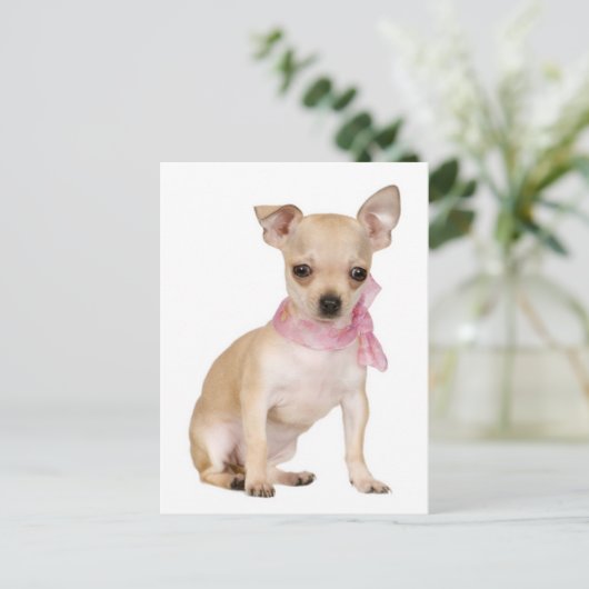 Chihuahua Welpe Doppy Post Card Postkarte (Stehend Vorderseite)