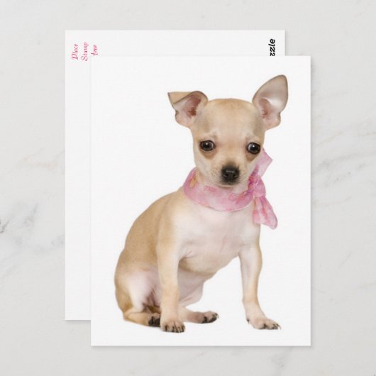 Chihuahua Welpe Doppy Post Card Postkarte (Vorne/Hinten)