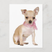 Chihuahua Welpe Doppy Post Card Postkarte (Vorderseite)