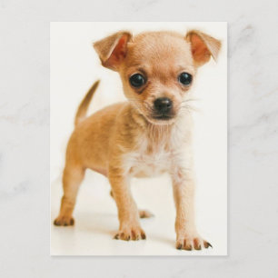 Chihuahua Welpe Doppy Post Card Postkarte