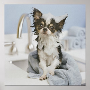 Chihuahua-Welpe eingewickelt in einem Tuch Poster