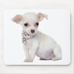 Chihuahua Welpe Hund Computer Mousepad