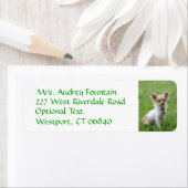 Chihuahua Welpe Hunde Rücksendeadresse Name Label (Insitu)