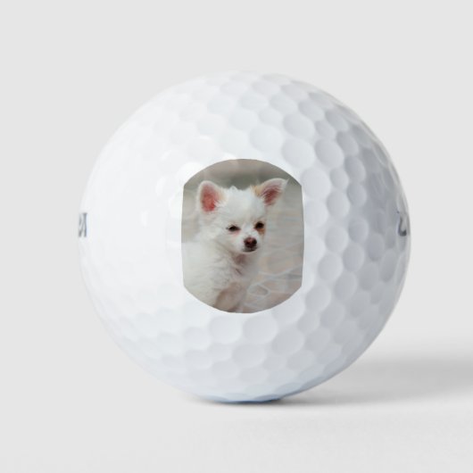 Chihuahua-Welpe im Garten Golfball (Vorderseite)