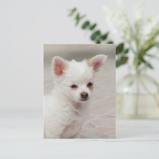 Chihuahua-Welpe im Garten Postkarte (Stehend Vorderseite)