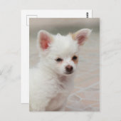 Chihuahua-Welpe im Garten Postkarte (Vorne/Hinten)