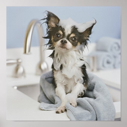 Chihuahua Welpe in einem Handtuch ummantelt Poster (Vorne)