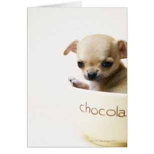 Chihuahua-Welpe in Schüssel (zugeschnitten)