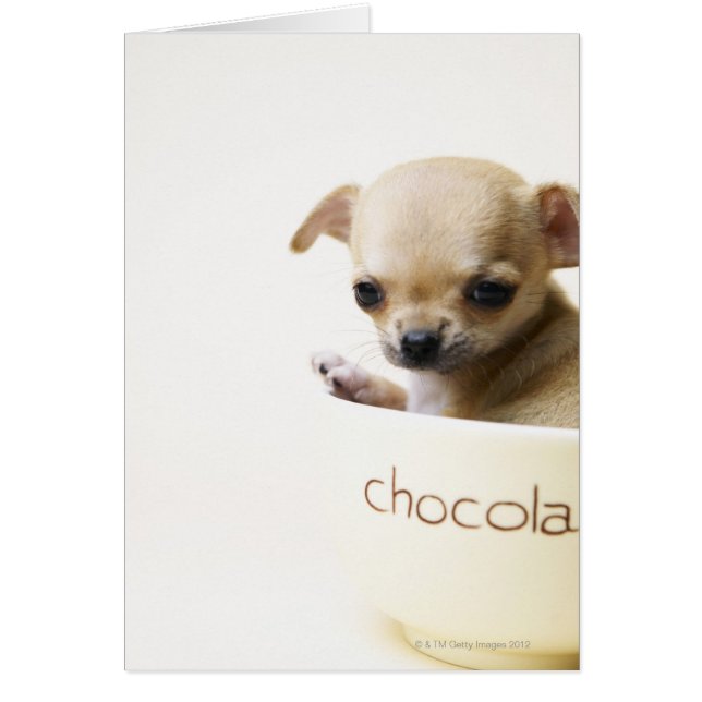 Chihuahua-Welpe in Schüssel (zugeschnitten) (Vorne)