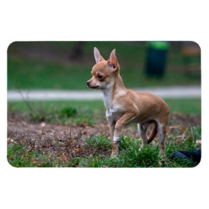 Chihuahua-Welpe Magnet