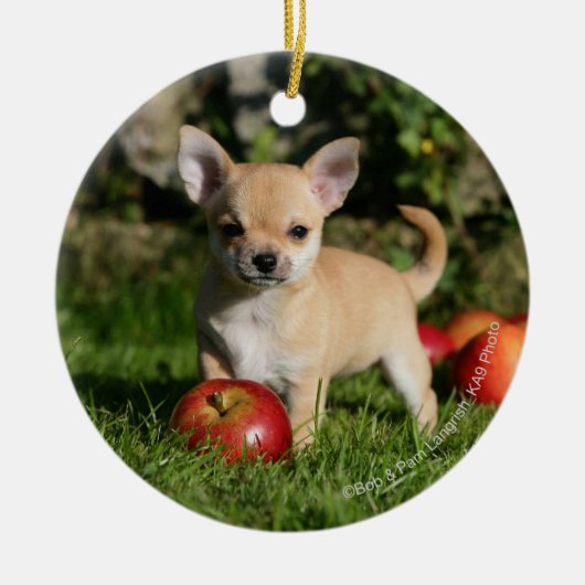 Chihuahua-Welpe mit Äpfeln Keramik Ornament (Vorne)