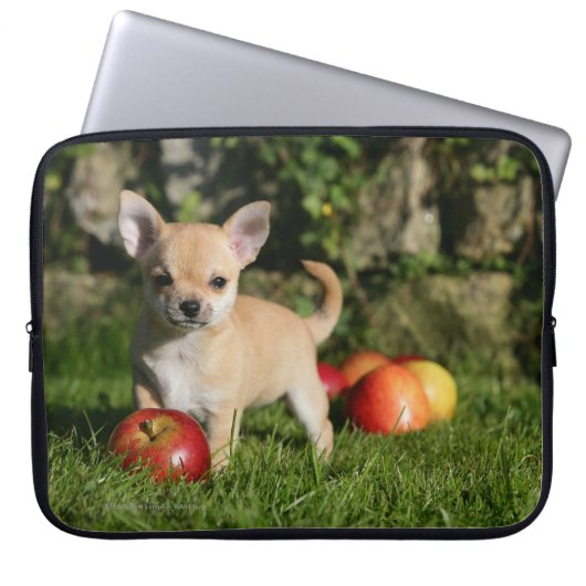Chihuahua-Welpe mit Äpfeln Laptopschutzhülle (Vorderseite)