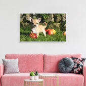 Chihuahua Welpe mit Äpfeln Leinwanddruck (Insitu (Wohnzimmer))