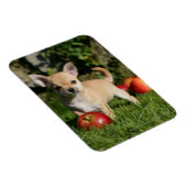 Chihuahua Welpe mit Äpfeln Magnet (Rechte Seite)
