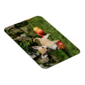 Chihuahua Welpe mit Äpfeln Magnet (Rechte Seite)