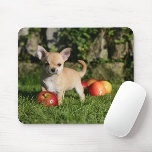 Chihuahua-Welpe mit Äpfeln Mousepad (Mit Mouse)