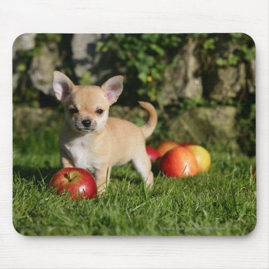Chihuahua-Welpe mit Äpfeln Mousepad (Vorne)