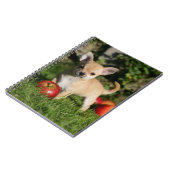 Chihuahua-Welpe mit Äpfeln Notizblock (Linke Seite)