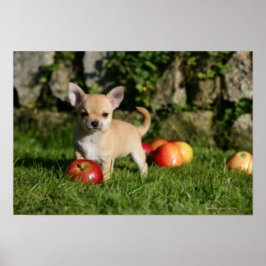 Chihuahua Welpe mit Äpfeln Poster (Vorne)