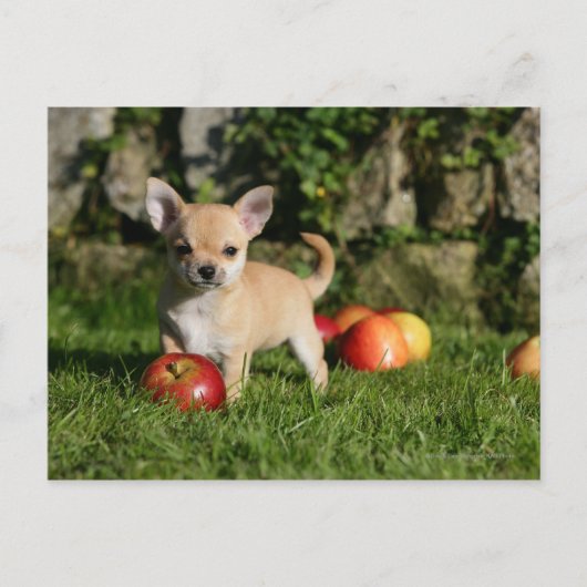 Chihuahua Welpe mit Äpfeln Postkarte (Vorderseite)