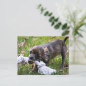 Chihuahua-Welpe Postkarte (Stehend Vorderseite)