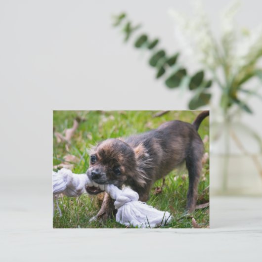 Chihuahua-Welpe Postkarte (Stehend Vorderseite)
