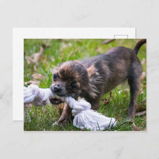 Chihuahua-Welpe Postkarte (Vorne/Hinten)