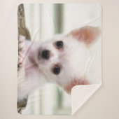 CHIHUAHUA-WELPE SHERPADECKE (Vorderseite)