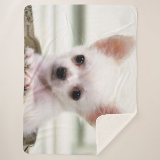 CHIHUAHUA-WELPE SHERPADECKE (Vorderseite)