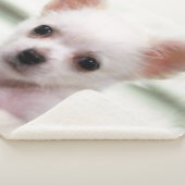 CHIHUAHUA-WELPE SHERPADECKE (3/4)