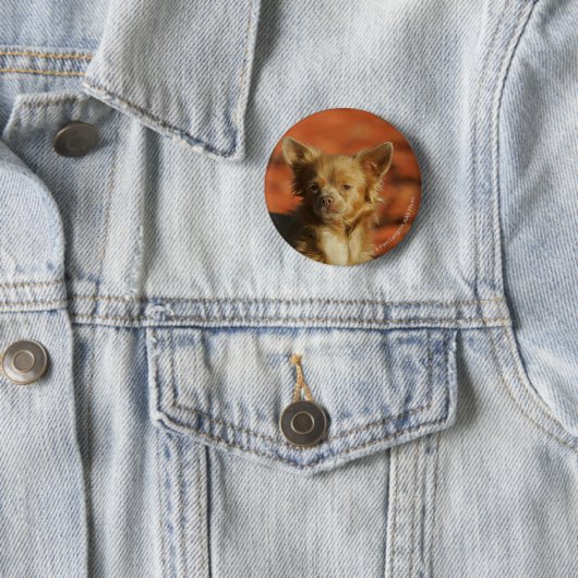 Chihuahua-WelpeHeadshot Button (Beispiel)
