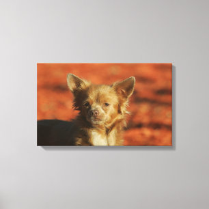 Chihuahua-WelpeHeadshot Leinwanddruck