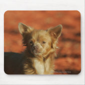 Chihuahua-WelpeHeadshot Mousepad (Vorne)
