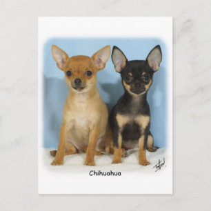 Chihuahua Welpen 9W079D-011 Postkarte
