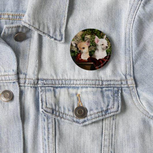 Chihuahua-Welpen Button (Beispiel)