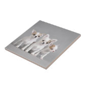 Chihuahua Welpen Fliese (Seite)
