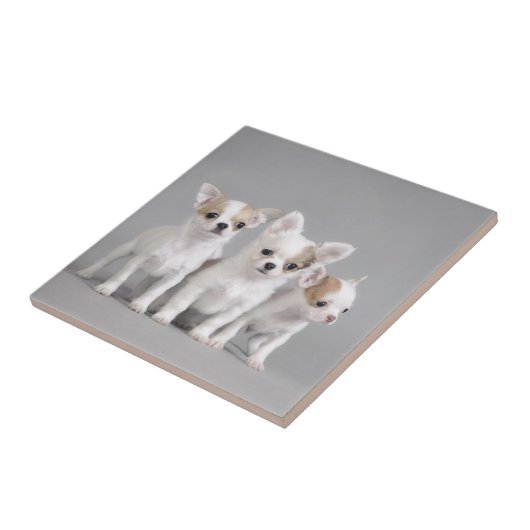 Chihuahua Welpen Fliese (Seite)
