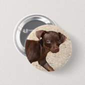 Chihuahua-Welpen-Gehen Button (Vorne & Hinten)