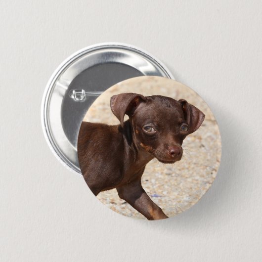 Chihuahua-Welpen-Gehen Button (Vorne & Hinten)